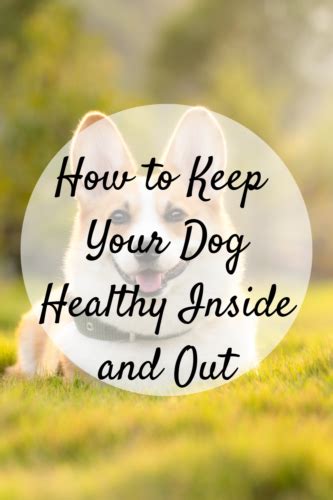 How To Keep Your Dog Healthy Inside And Out Mom And More