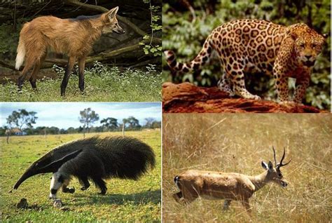 Animais De Minas Gerais - Animais Em Extinção Minas Gerais - FDPLEARN