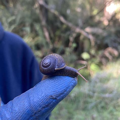 The hidden diversity right below the surface - Humane World for Animals