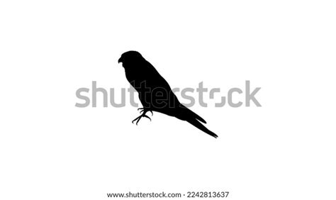 Hawk Drawing High Quality Vector Stock Vector (Royalty Free) 2242813637 ...