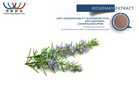 Unlock The Benefits Of Rosemary With World Way Biotechs Water Soluble