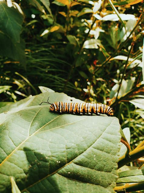 Asp Caterpillar Photos, Download The BEST Free Asp Caterpillar Stock Photos & HD Images