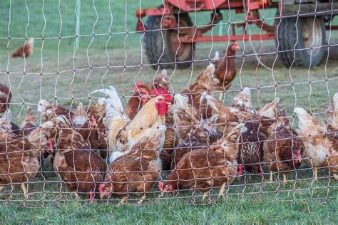 Poultry Netting Best Kind To Buy And How Much Do You Need The Happy Chicken Coop