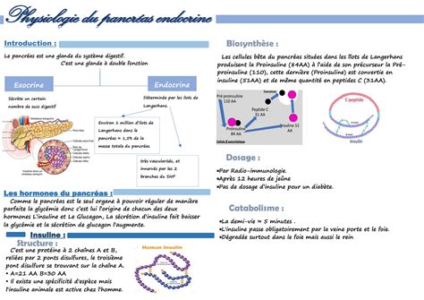 Solution Physiologie Du Pancr As Endocrine Studypool