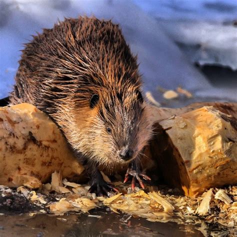 Beaver Eating Tree