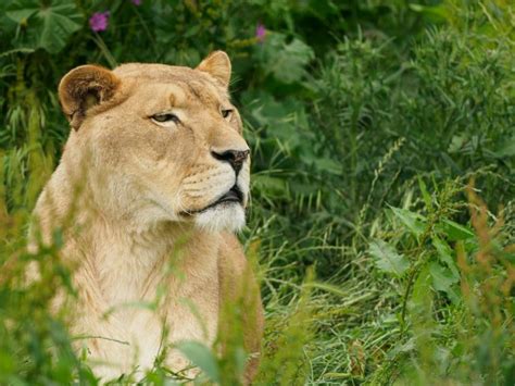 Our Animals - Wildheart Animal Sanctuary, Isle of Wight