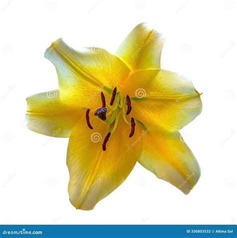 White Lilium Flower Detail Royalty-Free Stock Photography