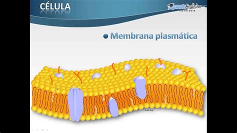 La Membrana Plasmatica