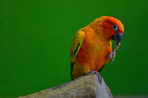 Understanding Parrot Behavior: The Importance Of Socialization - Pet ...