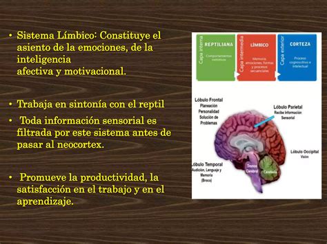 El Cerebro Triuno Ppt