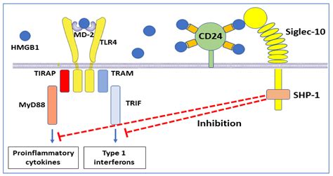 Cells Free Full Text Post Translational Modification Of Hmgb1