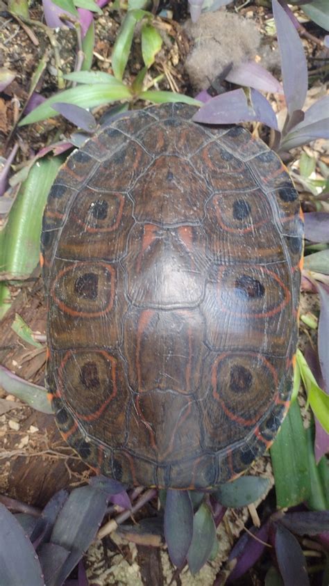 Mesoamerican Slider Mesoamerican From Guayacan La Lomita