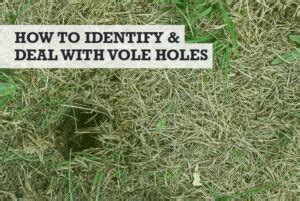 Vole Holes in Yard / Lawn / Garden (+ How to Rid)