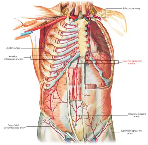 Superior Epigastric Artery Earth S Lab