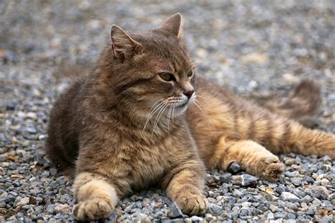 Maine Coon Bkh Mix Katze Charakter Merkmale Und Haltung