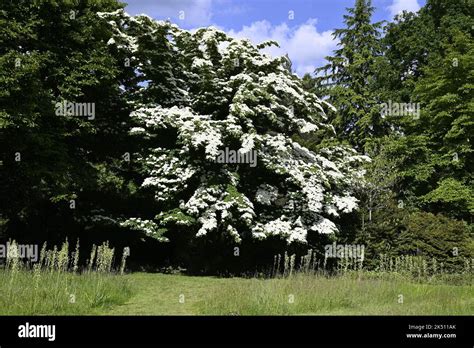 Japanese dogwood Tree Stock Photo - Alamy