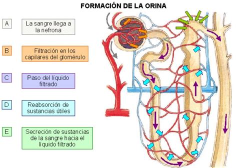 Estructura Y Funciones Del Ri N