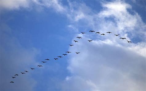 🔥 80 Birds Flying Wallpapers Wallpapersafari