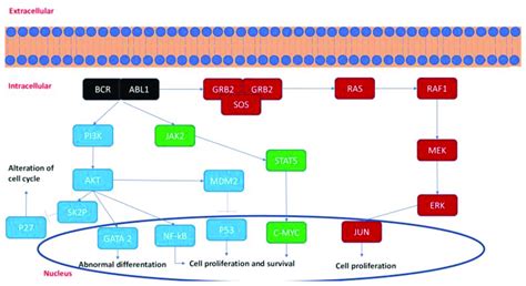 Bcr Abl1 Signaling Pathway Download Scientific Diagram