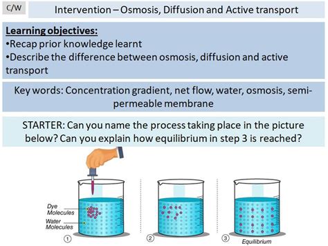 Revision Diffusion, Osmosis and Active transport | Teaching Resources