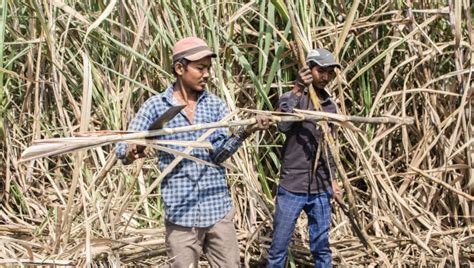 In Locked Down Maharashtra Sugarcane Field Labourers Lives Are