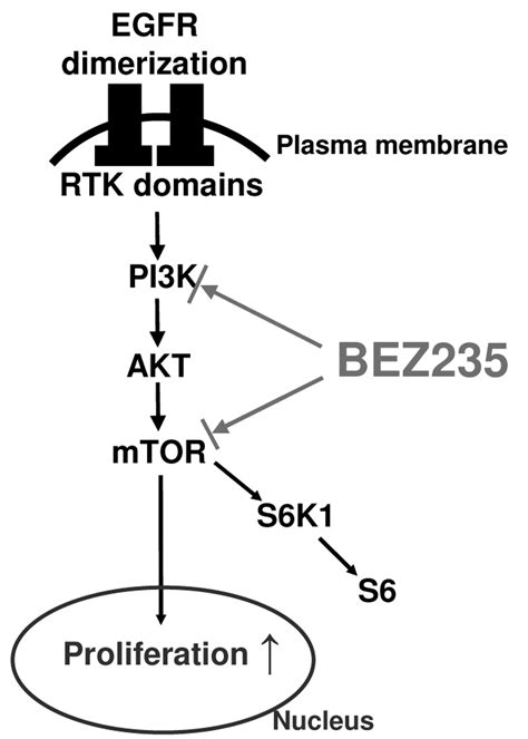 The Dual Pi K Mtor Inhibitor Bez Is Effective In Lung Cancer Cell