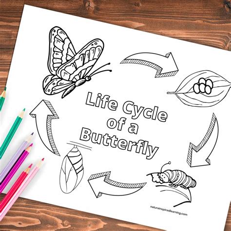 life cycle   butterfly coloring page