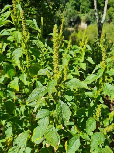 Complex Amaranthus Hybridus BioDiversity4All