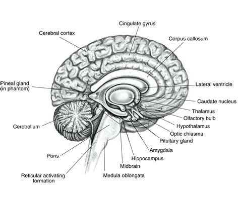 Brain Diagram Labeled - exatin.info