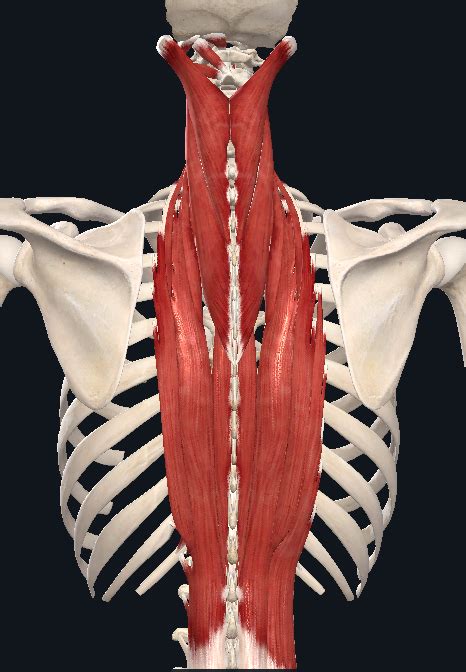 Intermediate Intrinsic Musculature Diagram Quizlet