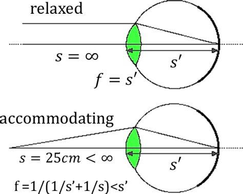 Download This Diagram Shows Human Eye Can Focus Objects Human Eye Ray