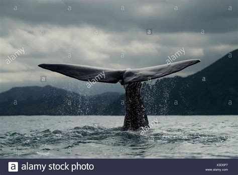 Ballena Azul Balaenoptera Musculus Fotos E Imágenes De Stock Alamy