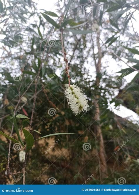 Flower on the Eucalyptus Tree Very Beautiful Stock Image - Image of ...