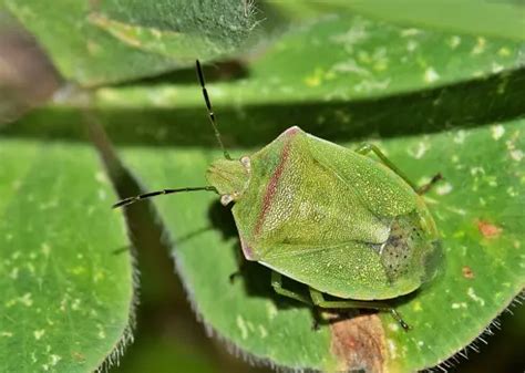 Types of Stink Bugs: What You Should Know - Backyard Bug Patrol