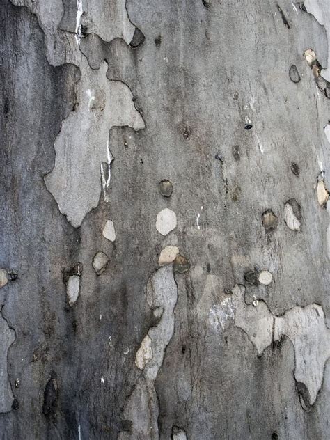 Textura Manchada Del Tronco De Un Rbol Del Sic Moro Imagen De Archivo