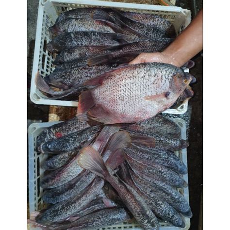 Jual Ikan Gurame Fresh Bersih Sisik Bersih Kotoran Shopee Indonesia