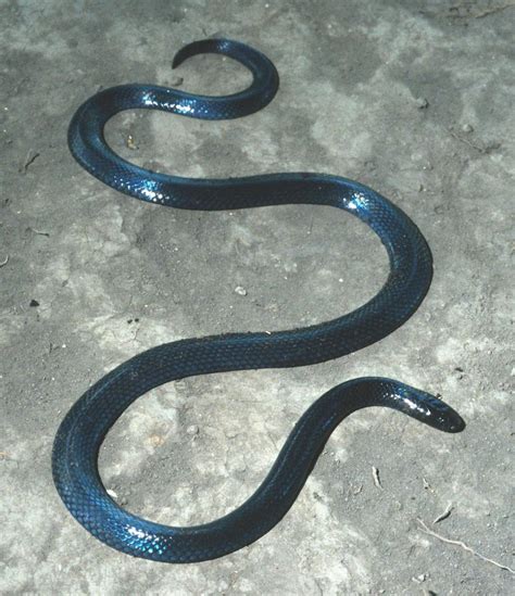 Dull Purple Glossed Snake From Bukoba Tansania On November 16 2002 At