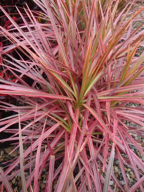 Photo Of The Leaves Of Dragon Tree Dracaena Reflexa Var Angustifolia