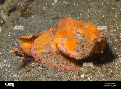 Flasher Scorpionfishscorpaenopsis Macrochirlembeh Straitsindonesia