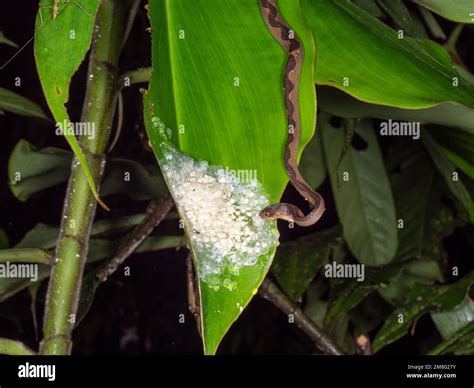 Common Cat Eyed Snake Leptodeira Annulata Feeding On Eggs Of The