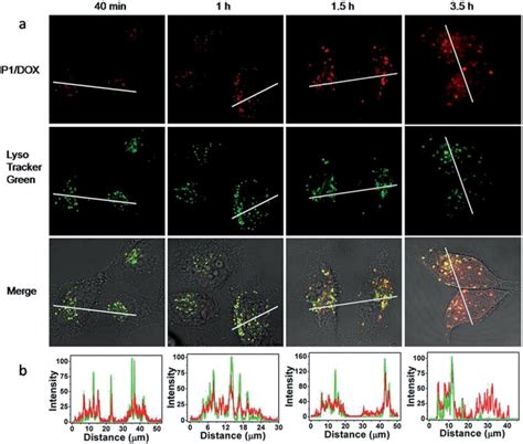 A Confocal Microscopy Of Living MCF 7 Cells That Were Incubated With