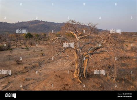 Large Baobab Trees Adonsonia Digital Are Seen In Zimbabwe S Zambezi