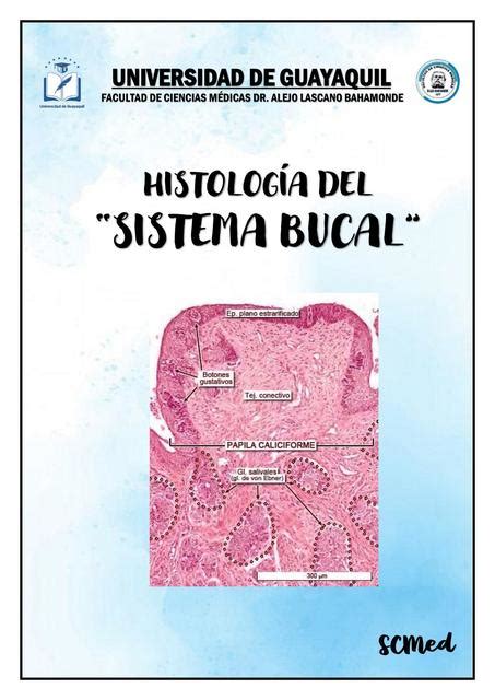 Histolog A Del Sistema Bucal Udocz