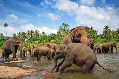 Elephant Orphanage in Pinnawala | Travel Sri Lanka Blog