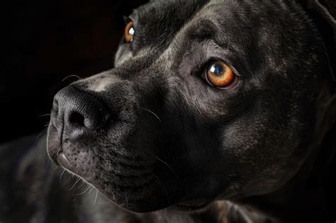 Premium Photo Portrait Of A Pit Bull Dog