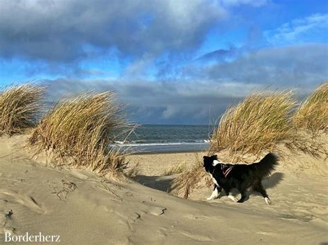 6 interessante Tipps für Zeeland mit Hund