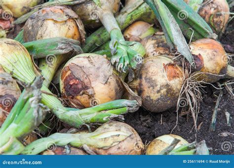 Closeup Of Freshly Harvested Onions Stock Photo Image Of Growth