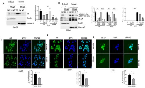 Cancers Free Full Text Antiandrogen Equipped Histone Deacetylase