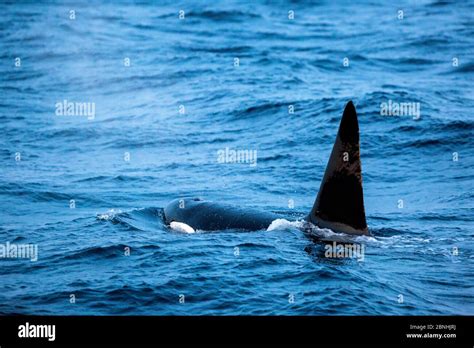 Killer Whale Orcinus Orca Adult Male Surfacing Andenes Andoya