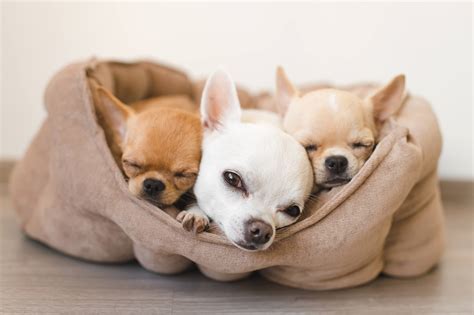 How Much Exercise Do Chihuahuas Need Exercise Plan Ideas